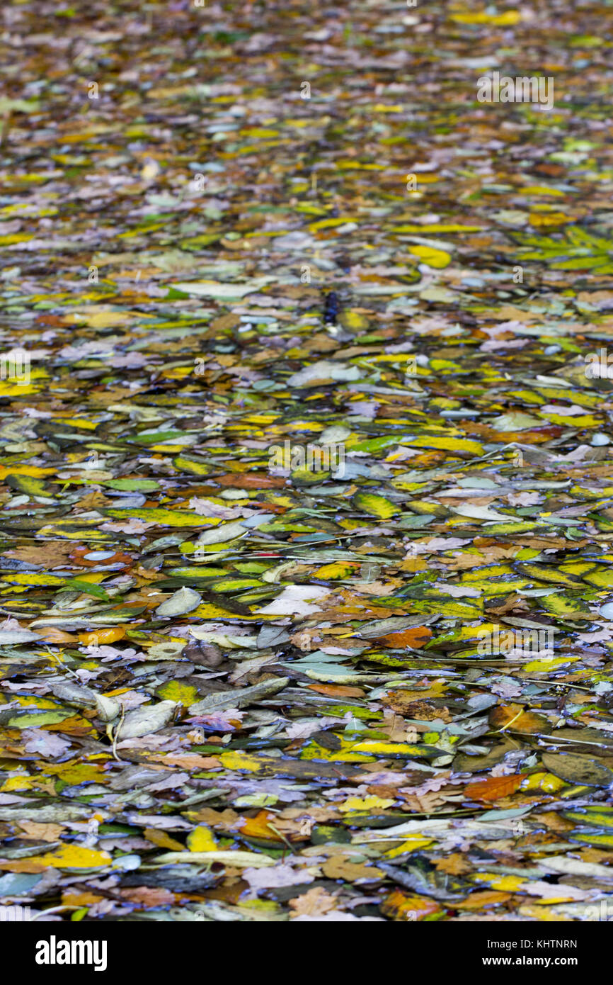 Colorful leaves in fall Stock Photo