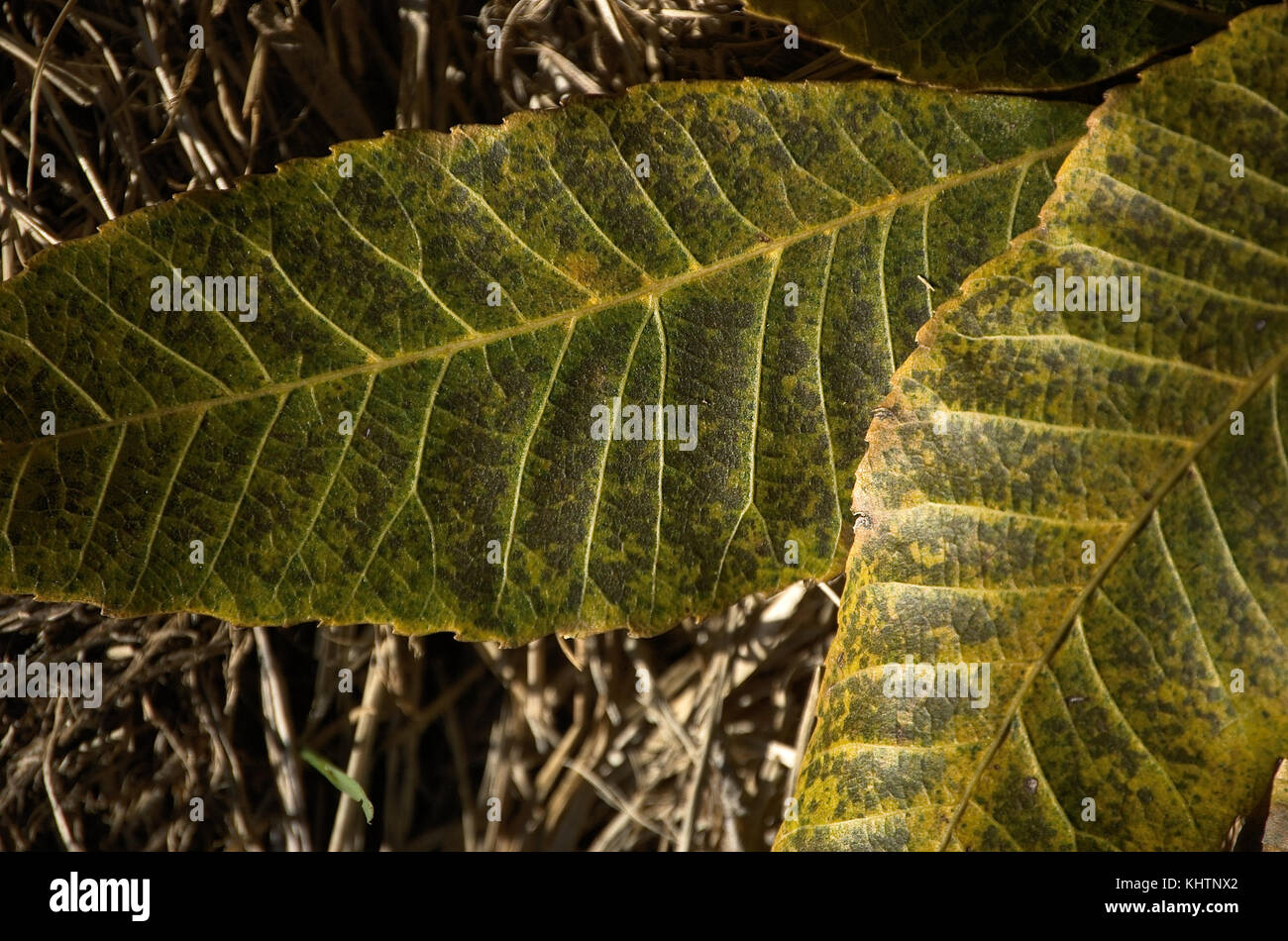 Leaf patterns on dried hay background Stock Photo Alamy