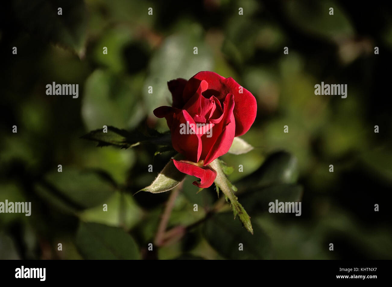 Red rose bloom with blurred green background Stock Photo - Alamy