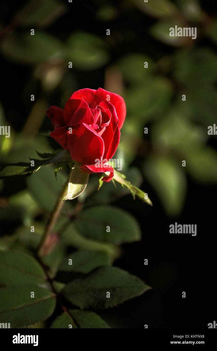 Red rose bloom with blurred green background Stock Photo - Alamy