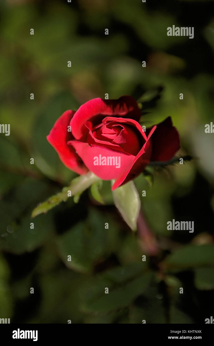 Red rose bloom with blurred green background Stock Photo - Alamy