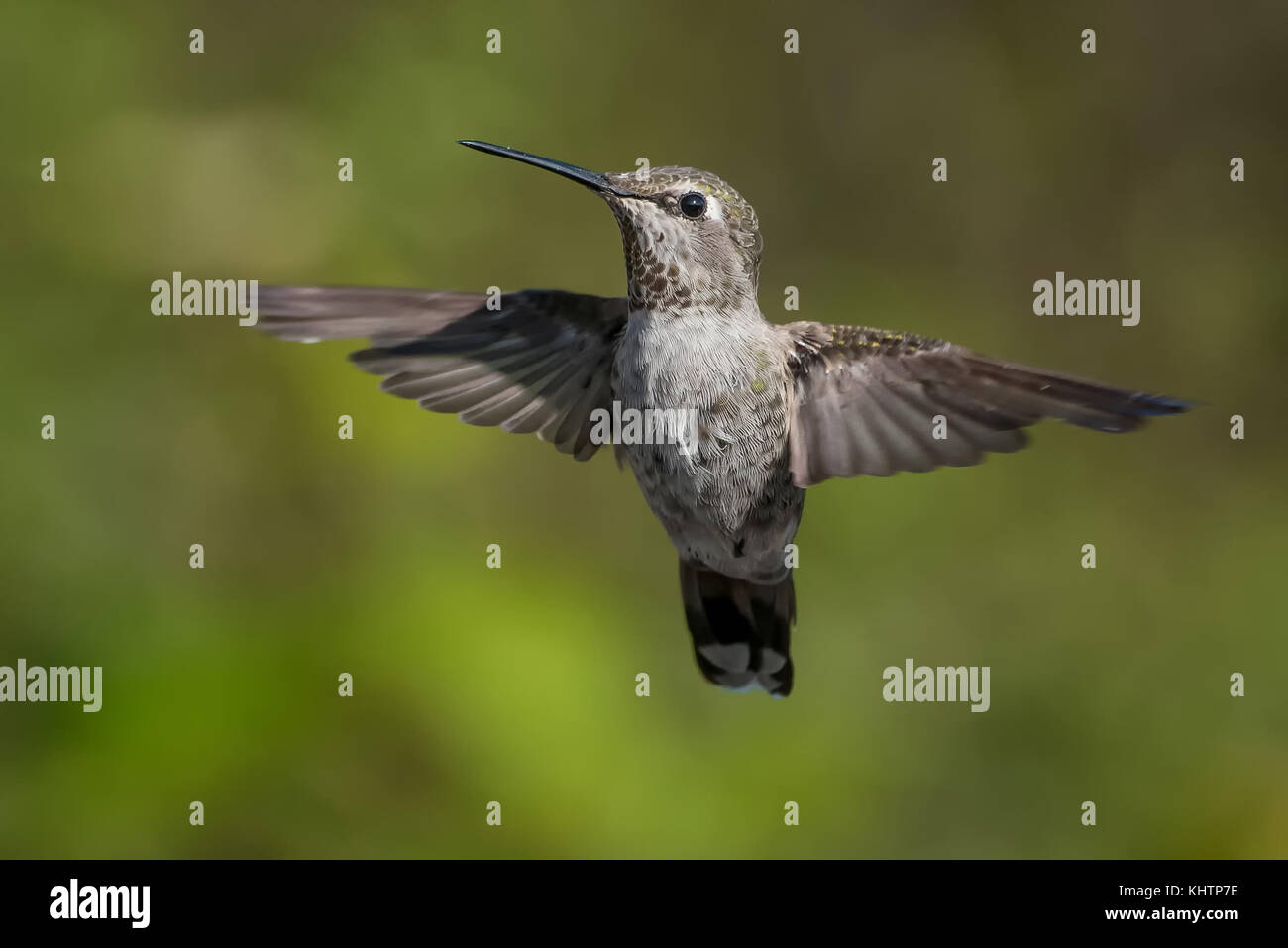 Hummingbird Catching Insect In Flight Hummingbird capture hi-res stock photography and images - Alamy