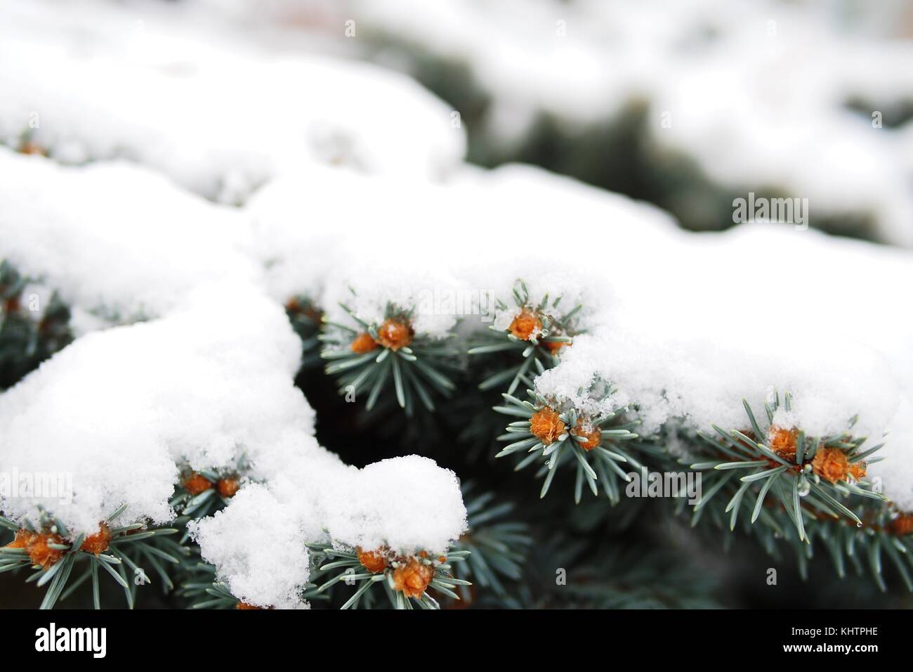 Snow on pine needles Stock Photo - Alamy