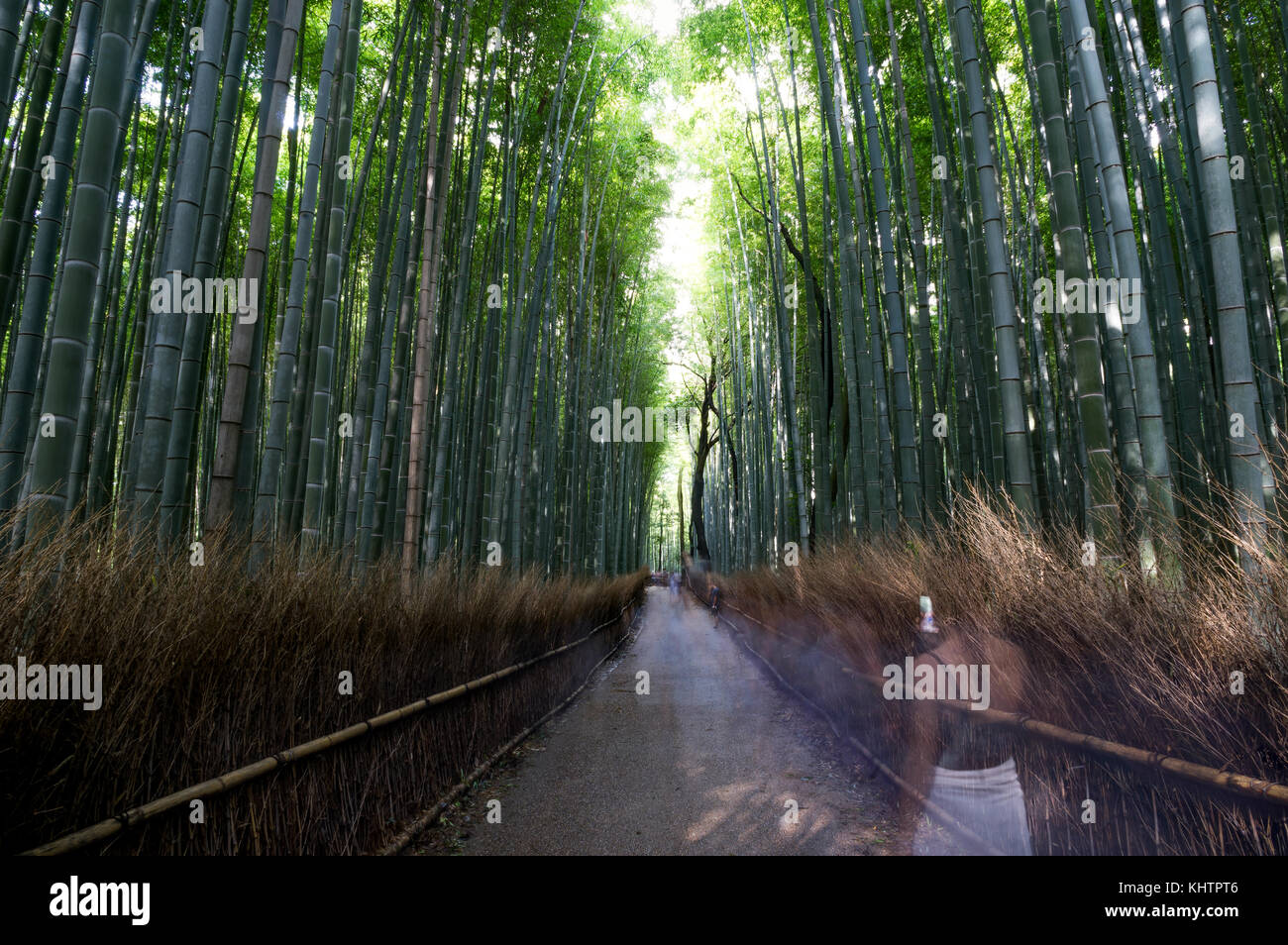 Famous bamboo grove at Arashiyama, Kyoto Stock Photo Alamy