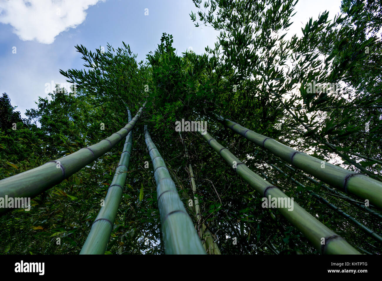 Famous bamboo grove at Arashiyama, Kyoto Stock Photo Alamy