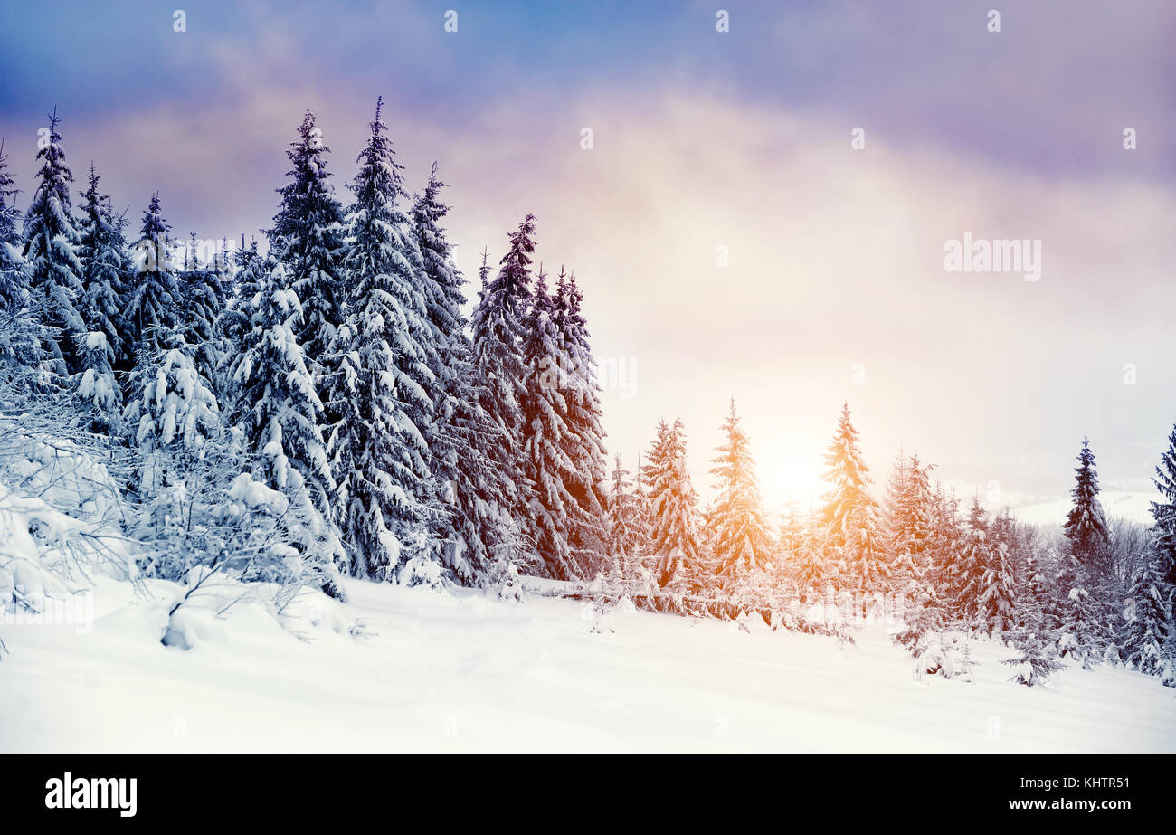 Beautiful winter landscape with snow covered trees Stock Photo - Alamy