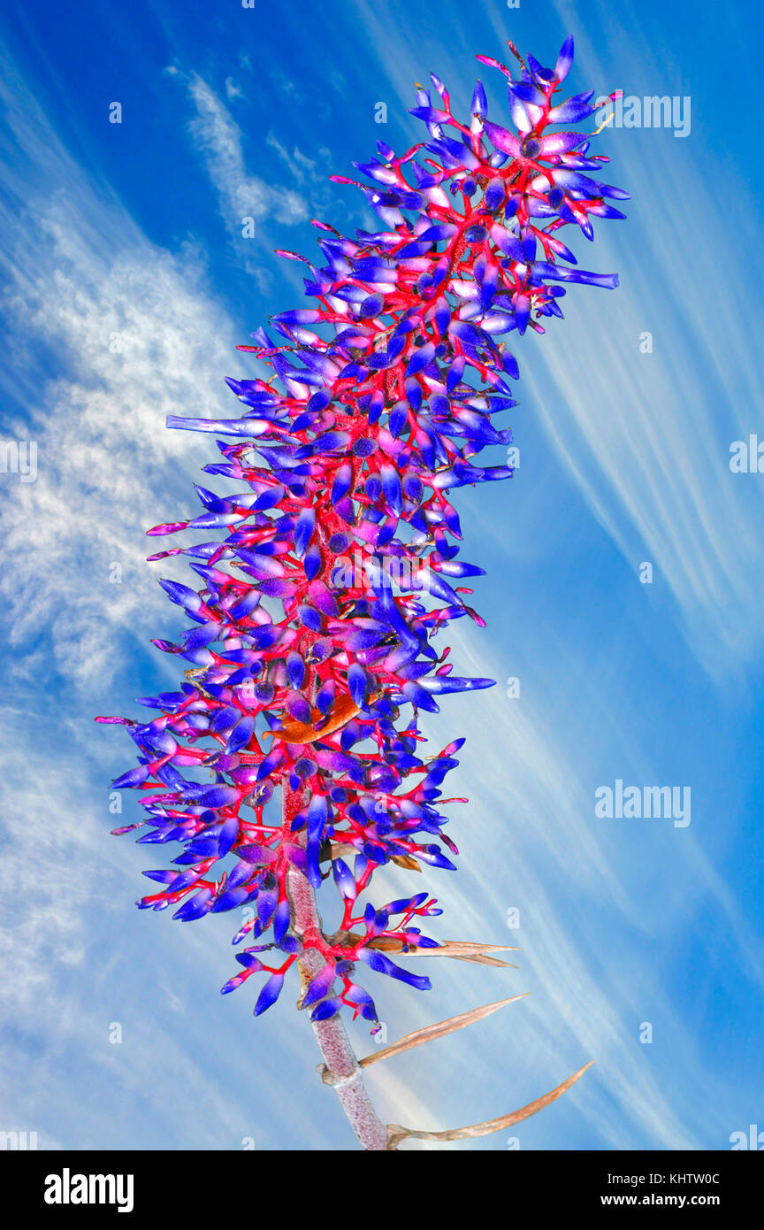 aechmea dichlamydea var trinitensis with a streaky cloud formation background Stock Photo