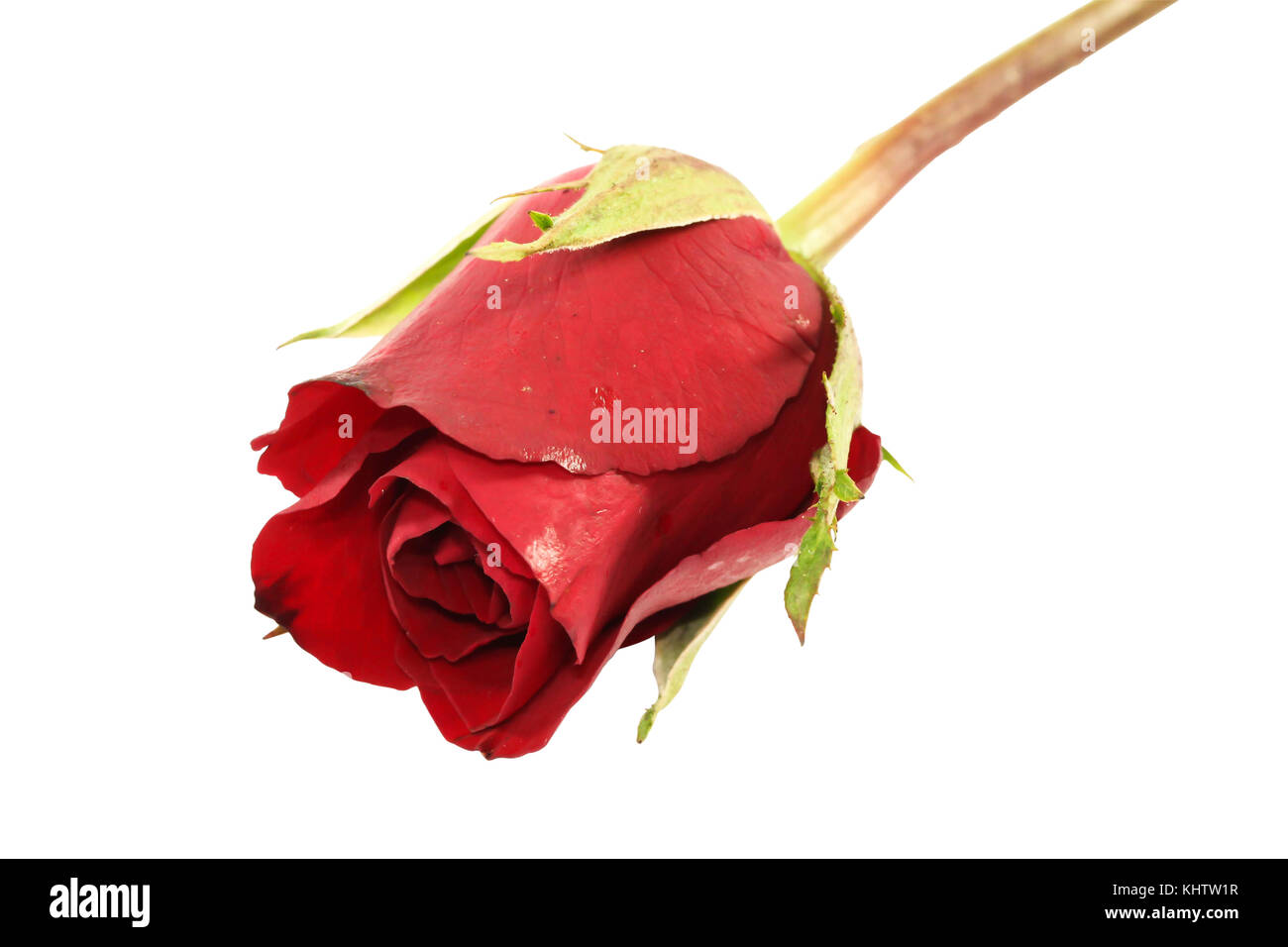 Close up Red rose on white background,valentine day Stock Photo - Alamy