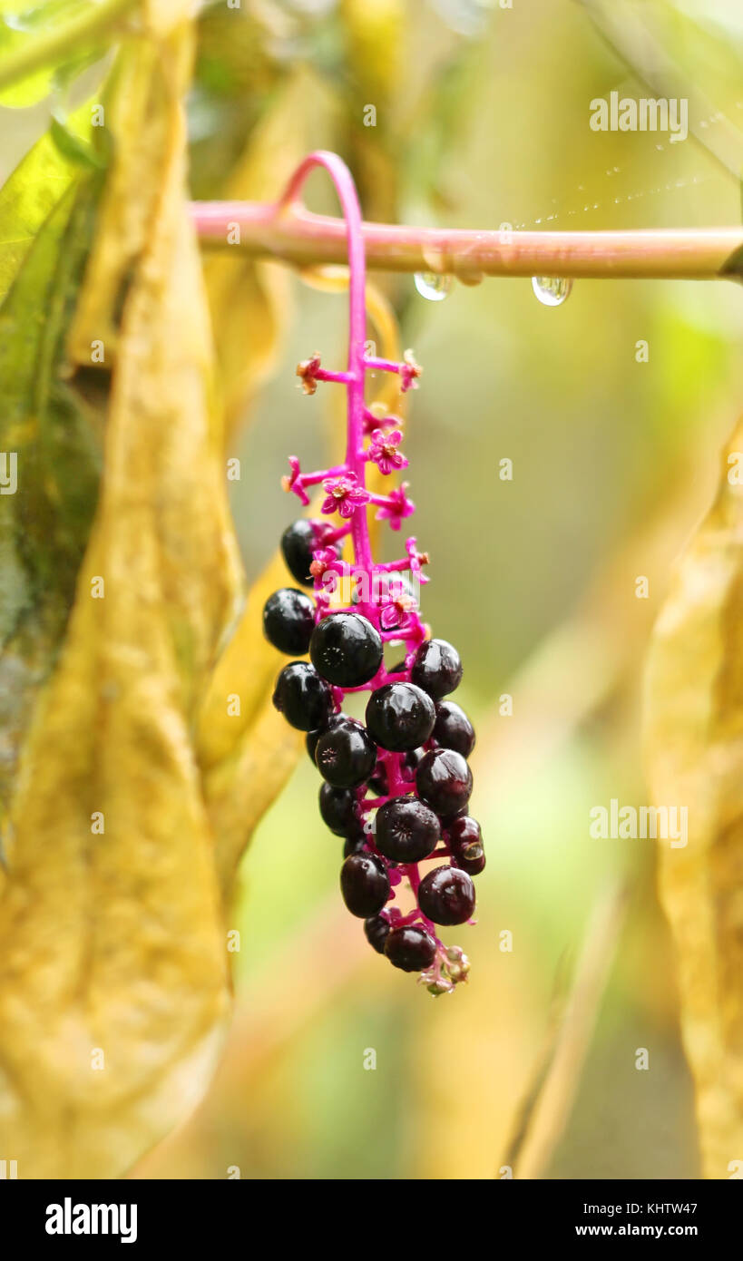 American pokeweed Stock Photo