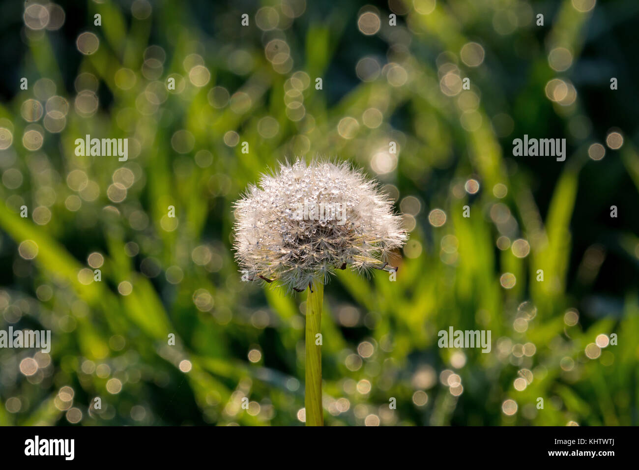 Dew drops white flower botany hi-res stock photography and images - Alamy
