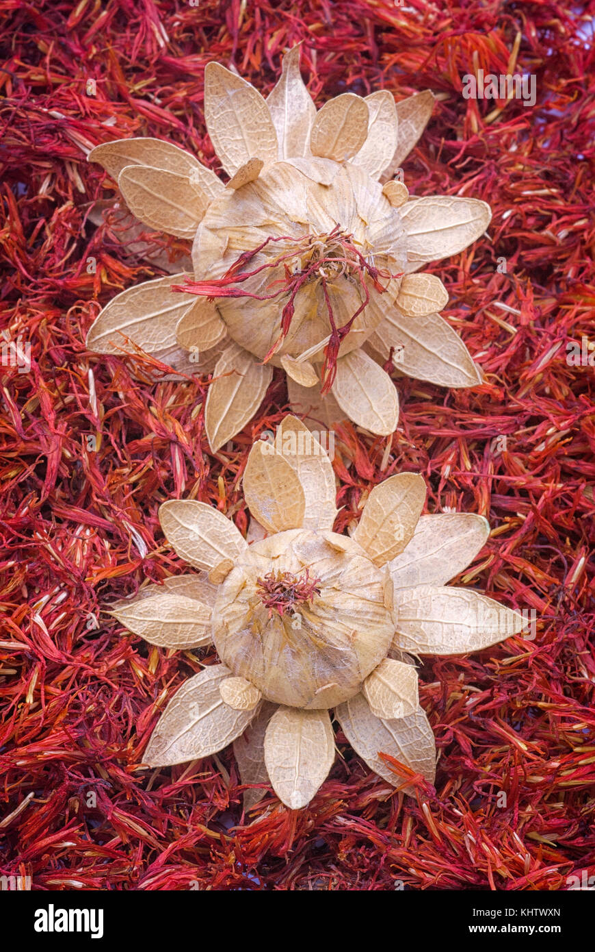 Safflower, false saffron (Carthamus tinctorius). dried flowers Stock Photo Alamy