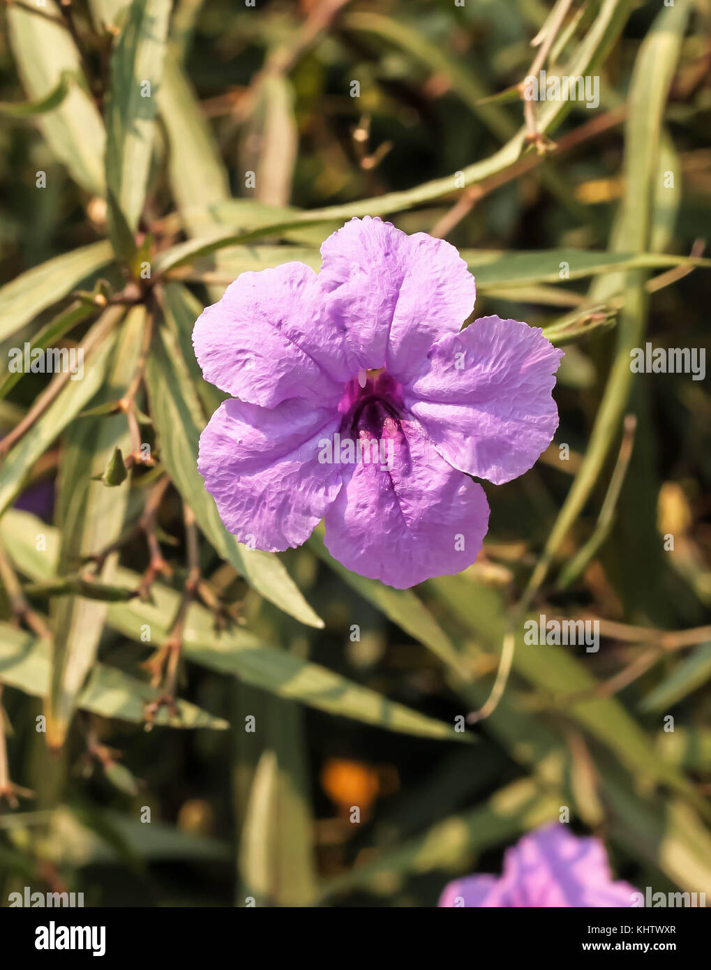 Closeup of purple ruellias flower in the garden Stock Photo