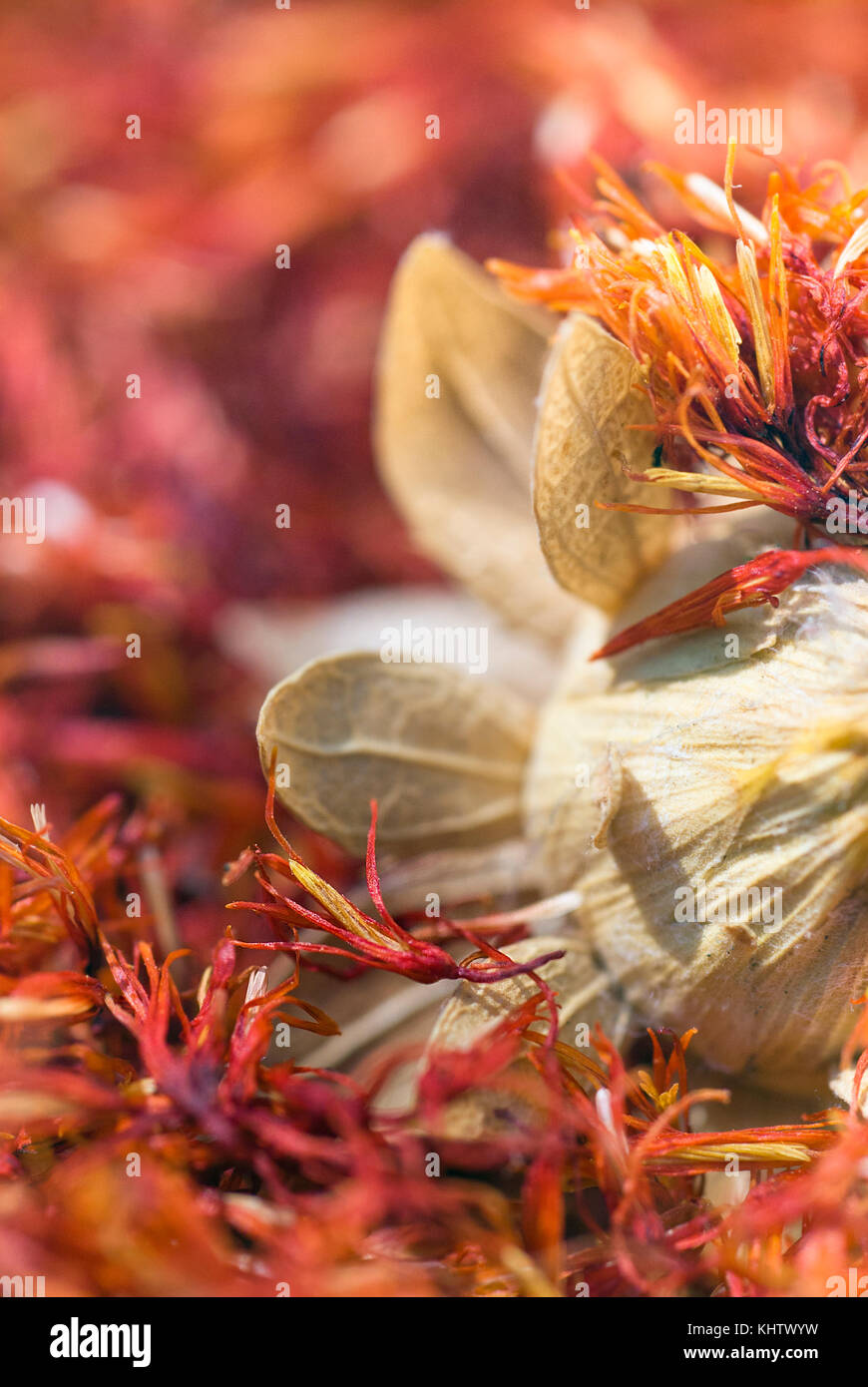Safflower, false saffron (Carthamus tinctorius). dried flowers Stock Photo Alamy