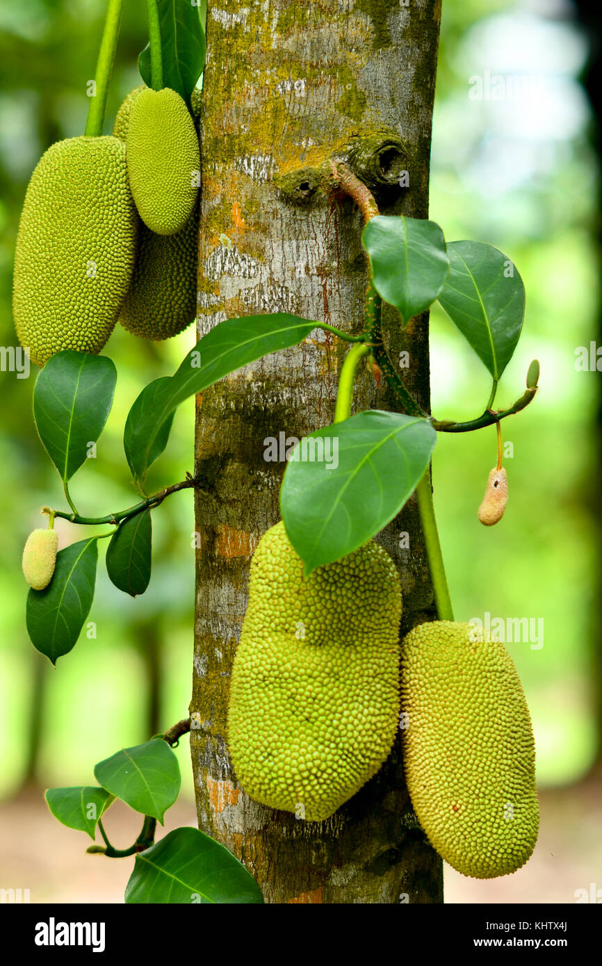 The jackfruit (Artocarpus heterophyllus) Stock Photo