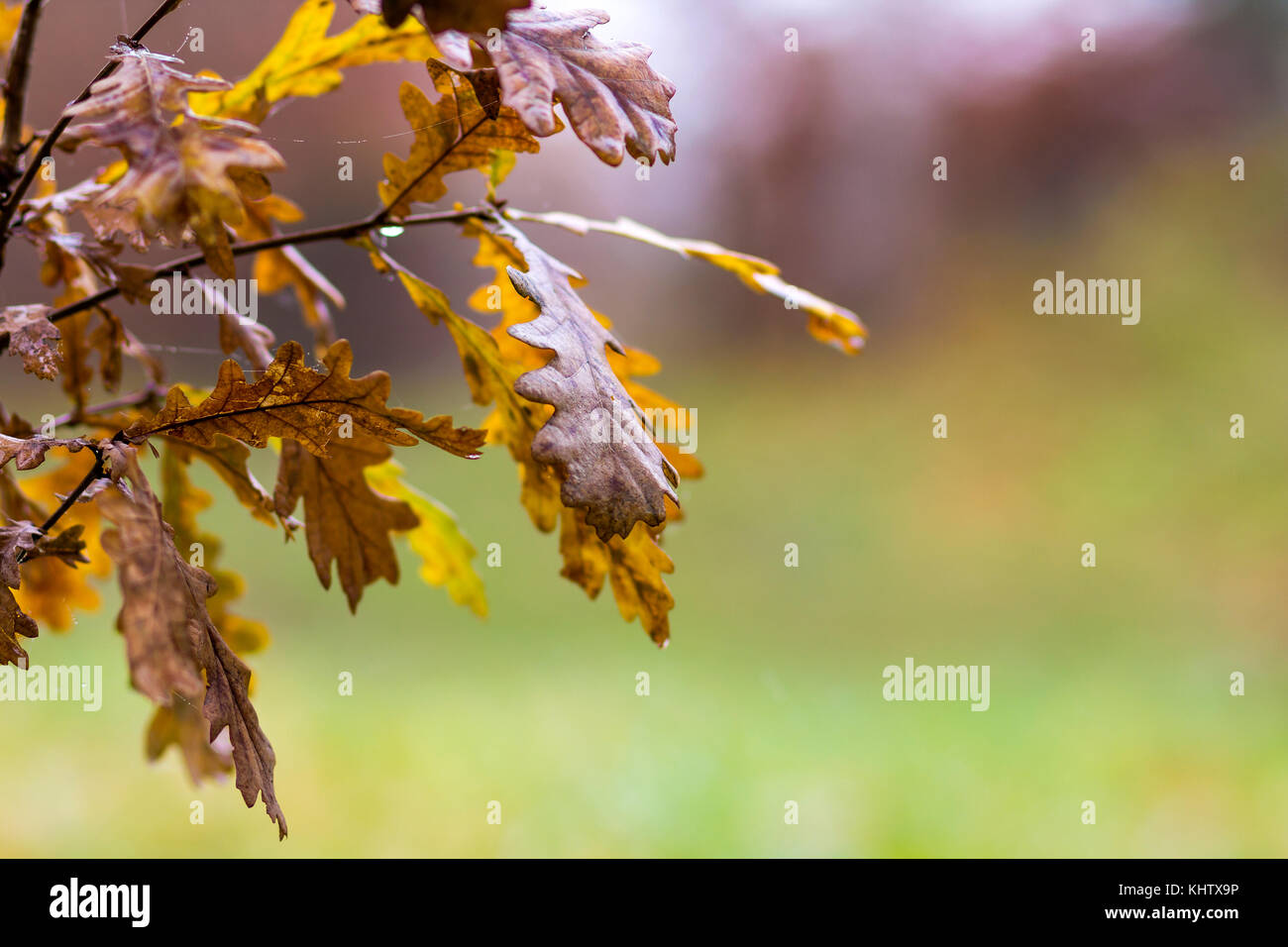 Small oak tree with yellow leaves in autumn Stock Photo - Alamy