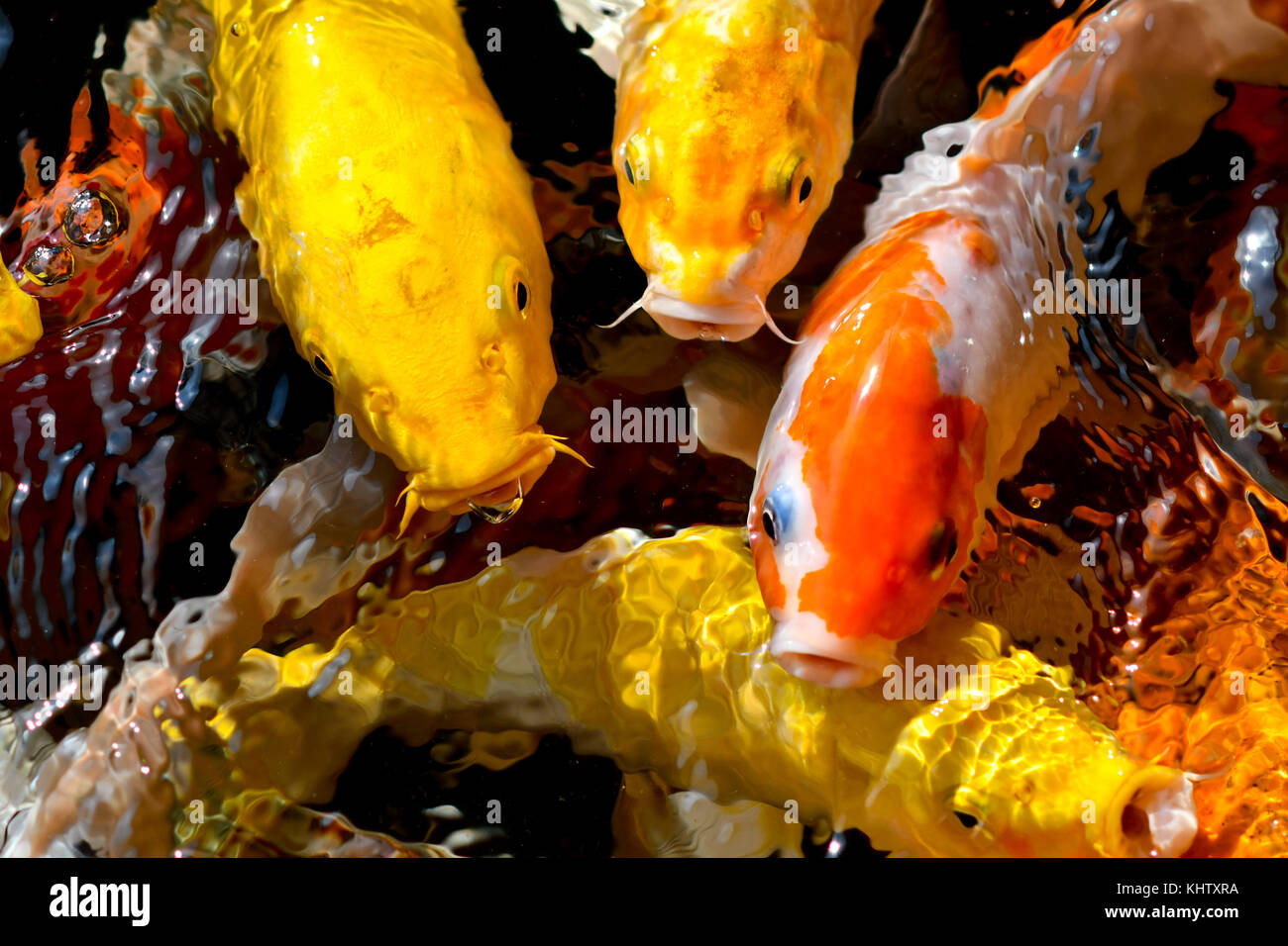 Outdoor koi ponds, hungry koi Stock Photo - Alamy