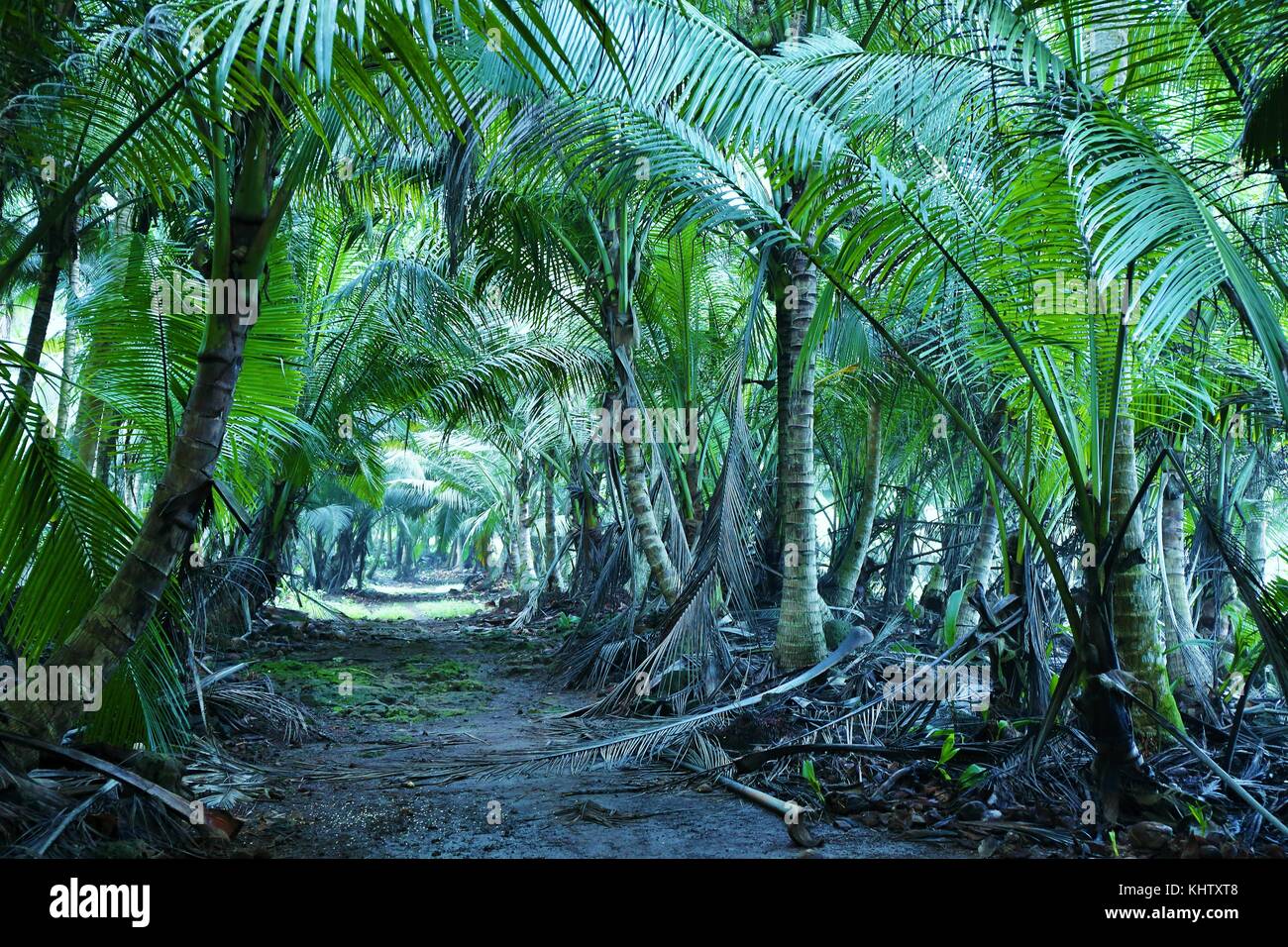 a path in a tropical forest of Sao Tome and Principe Stock Photo