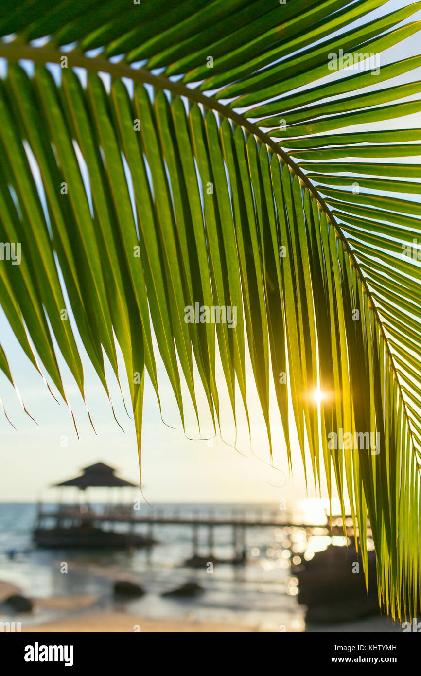 Palm tree leaf close-up during beautiful sunset on Koh Kood island, Thailand Stock Photo