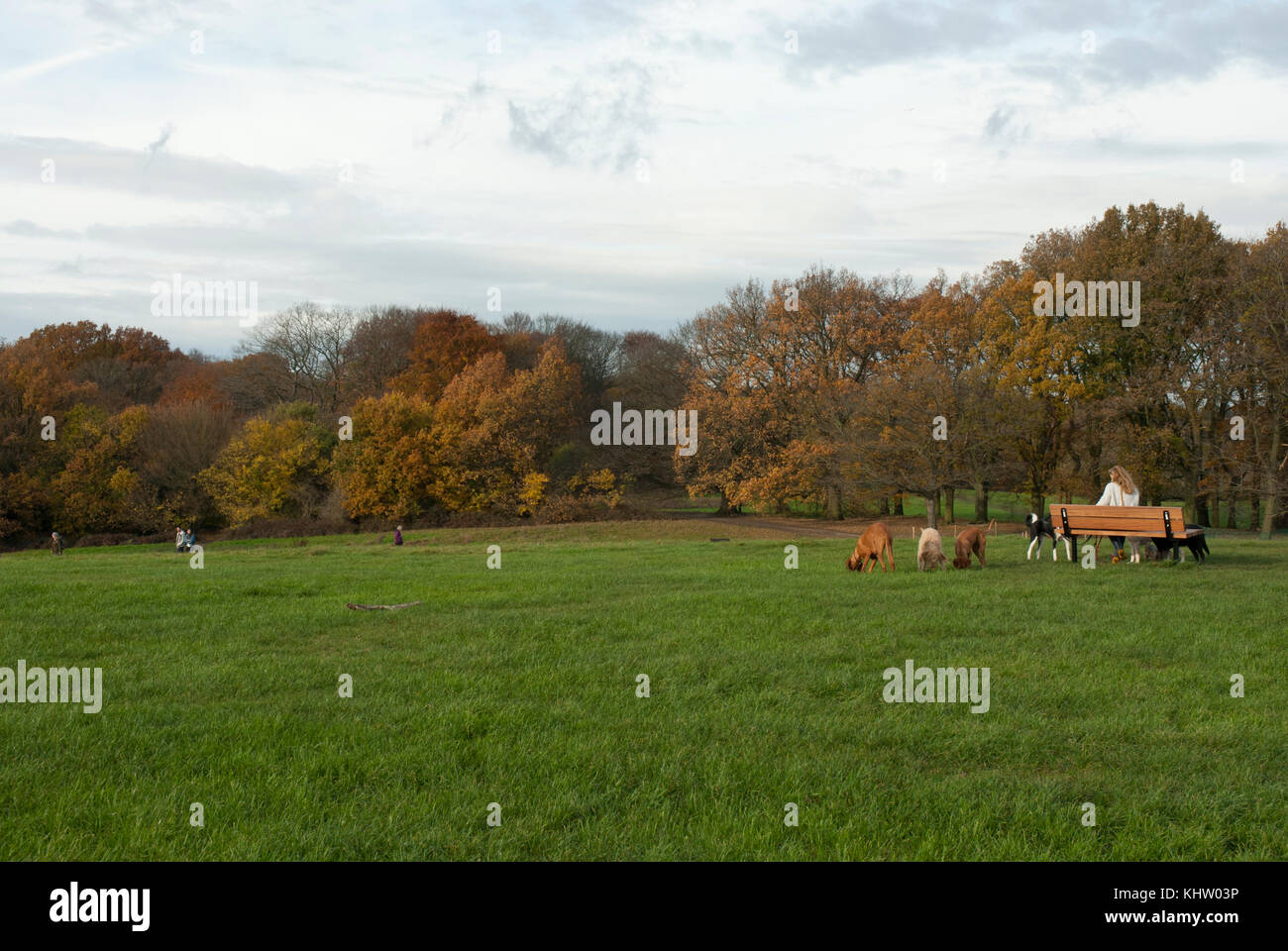 Hampstead Heath/ Parliament Hill Fields, with autumnal colours. A dog walker resting on a bench surrounded with dogs. Stock Photo