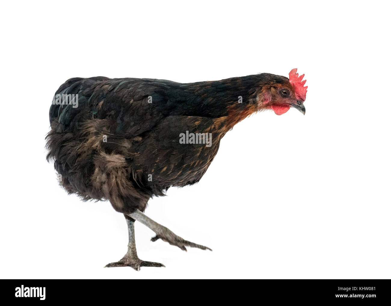 funny image of a brown chicken copper marans walking to the side inquisitively isolated on white background Stock Photo - Alamy funny image of a brown chicken copper marans walking to the side inquisitively isolated on white background Stock Photo - Alamy