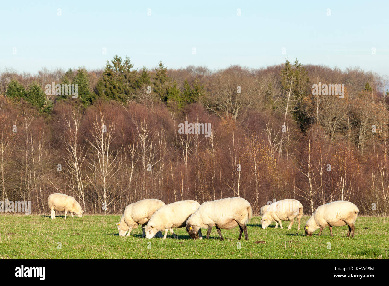 Flock of sheep grazing in a lush green pasture in warm evening light in ...
