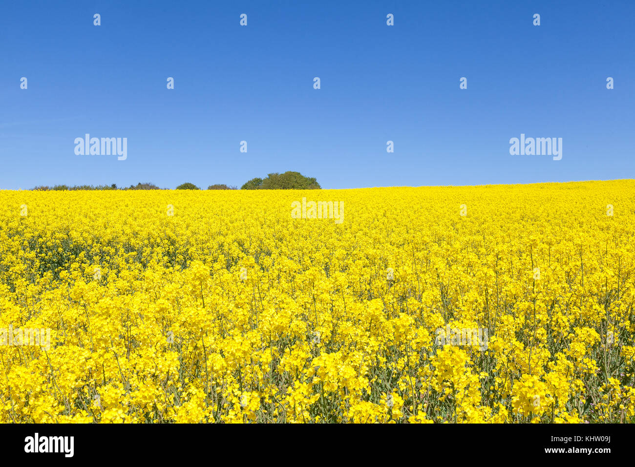 Bright yellow rapeseed, canola, rapaseed, colza or Brassica napus flowering in a farm field during early spring cultivated for its oil rich seeds Stock Photo
