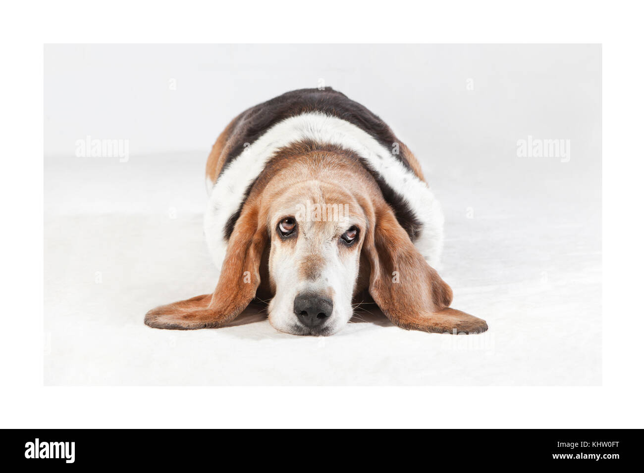 Head with long ears of a Basset Hound breed dog lying in front of light
