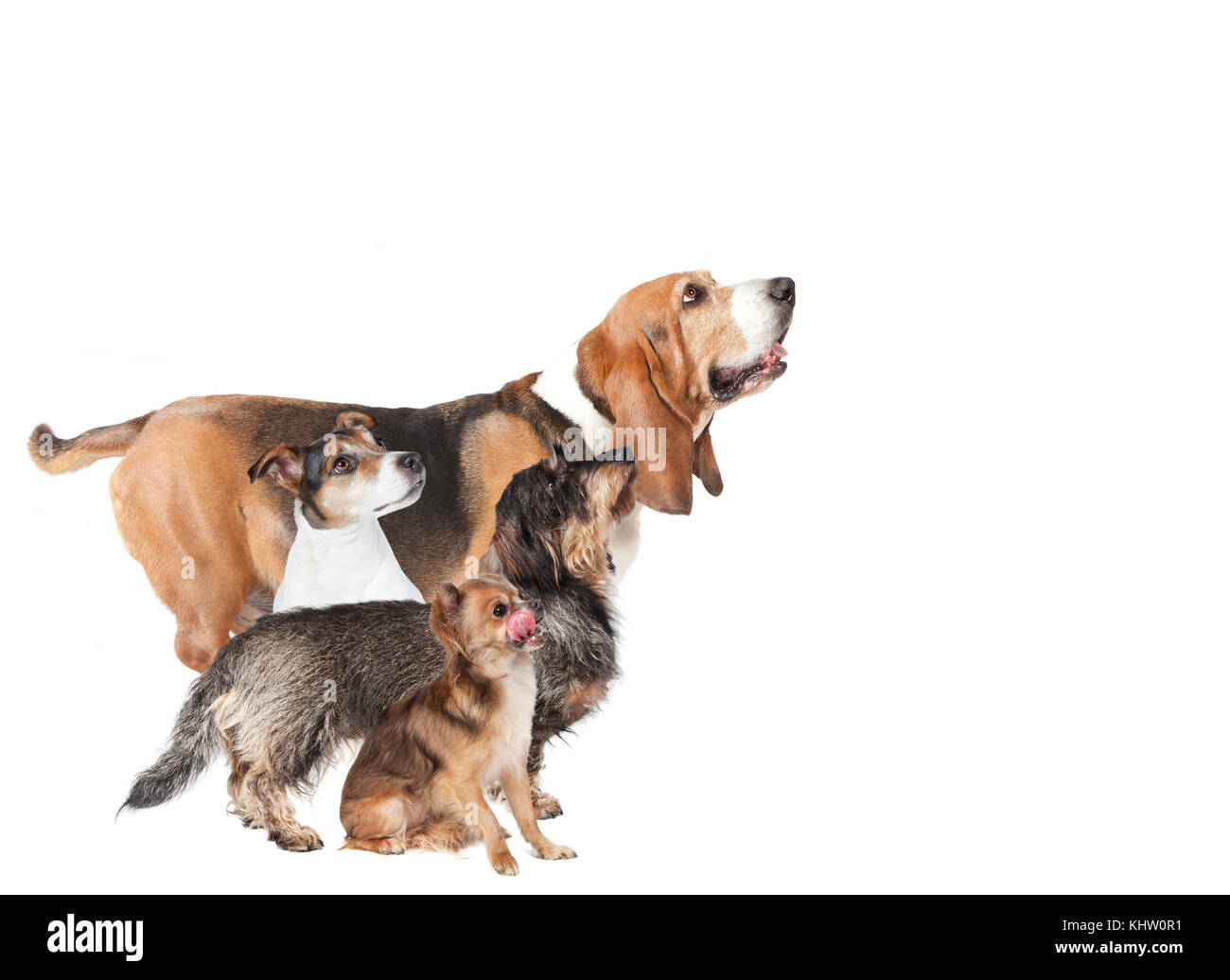 various small dogs are waiting for food, optional Stock Photo