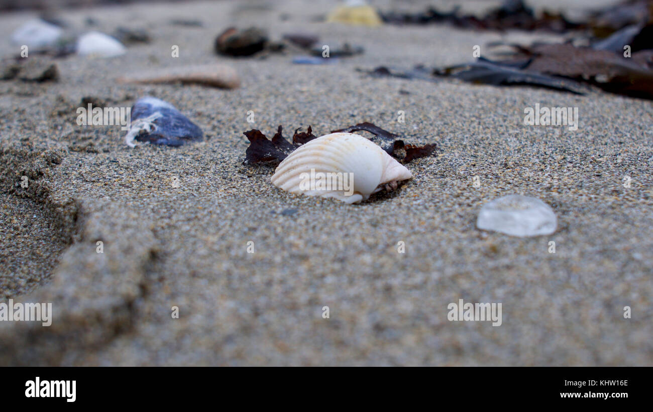 What is left when the tide goes out on the strand line. Stock Photo