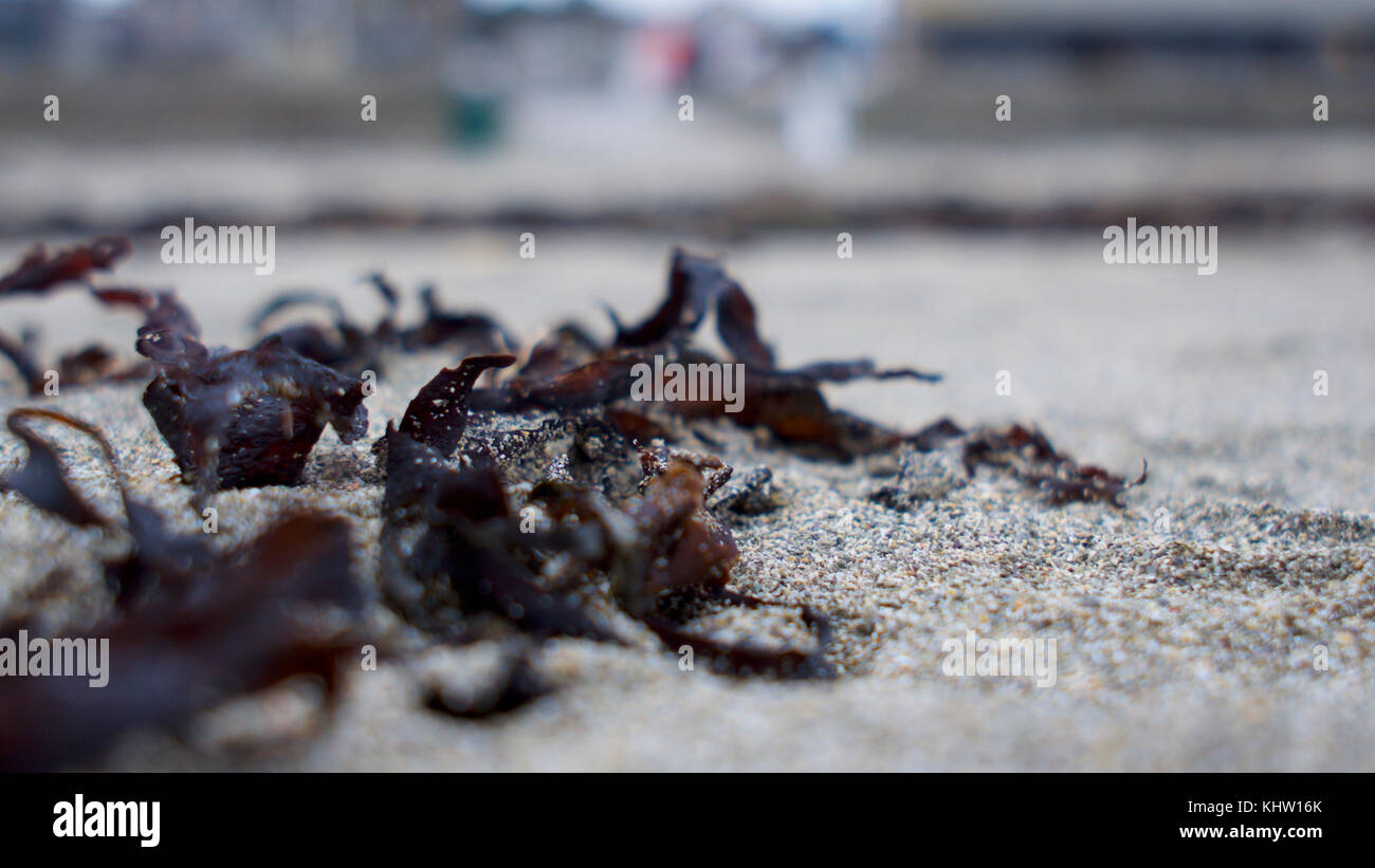 What is left when the tide goes out on the strand line. Stock Photo