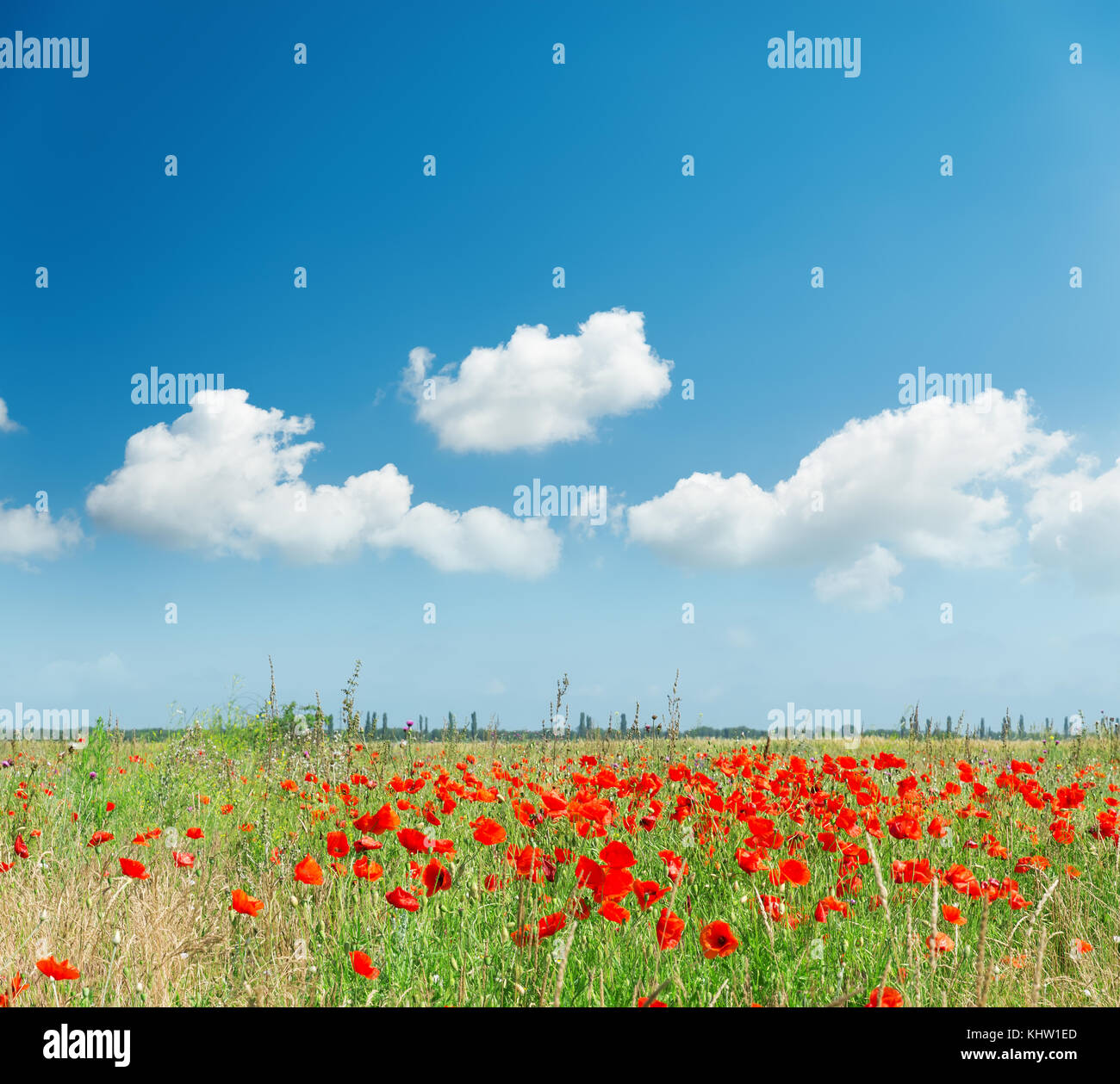red poppies on field and white clouds in blue sky Stock Photo - Alamy
