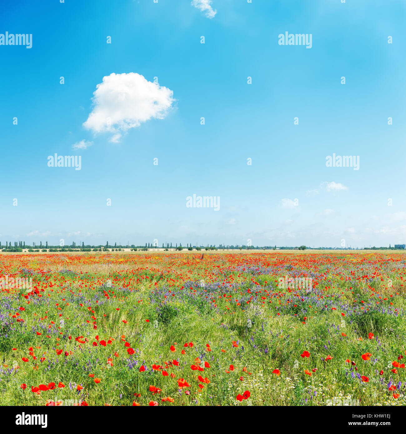 summer green field with poppies and blue sky with cloud over it Stock ...