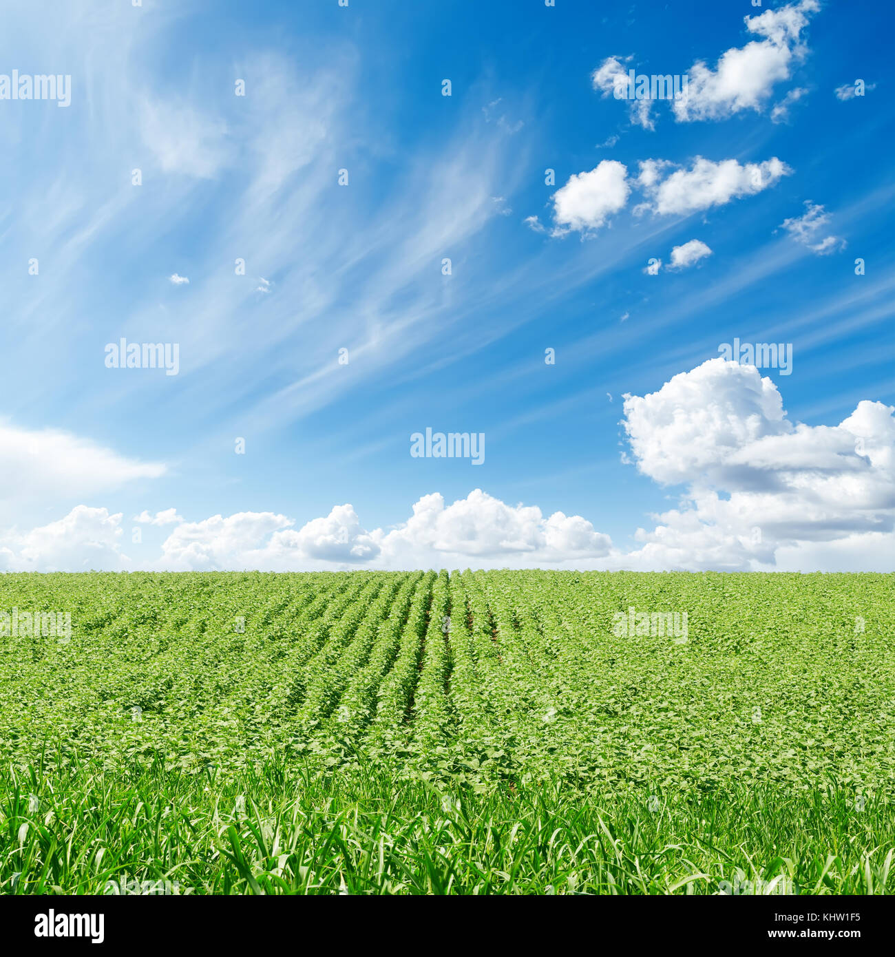 green field and blue sky with clouds Stock Photo - Alamy