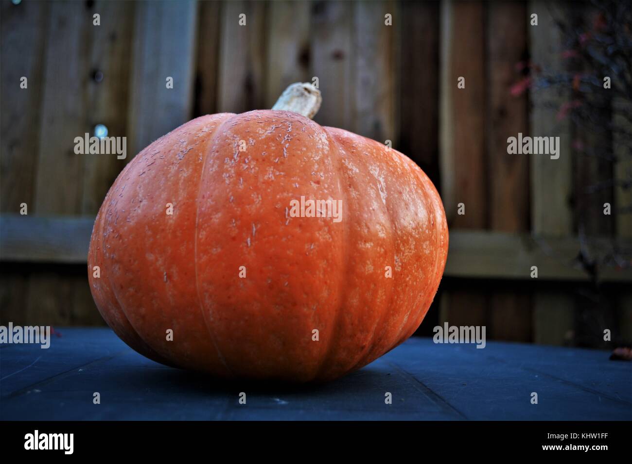 small pumpkin fence in background Stock Photo