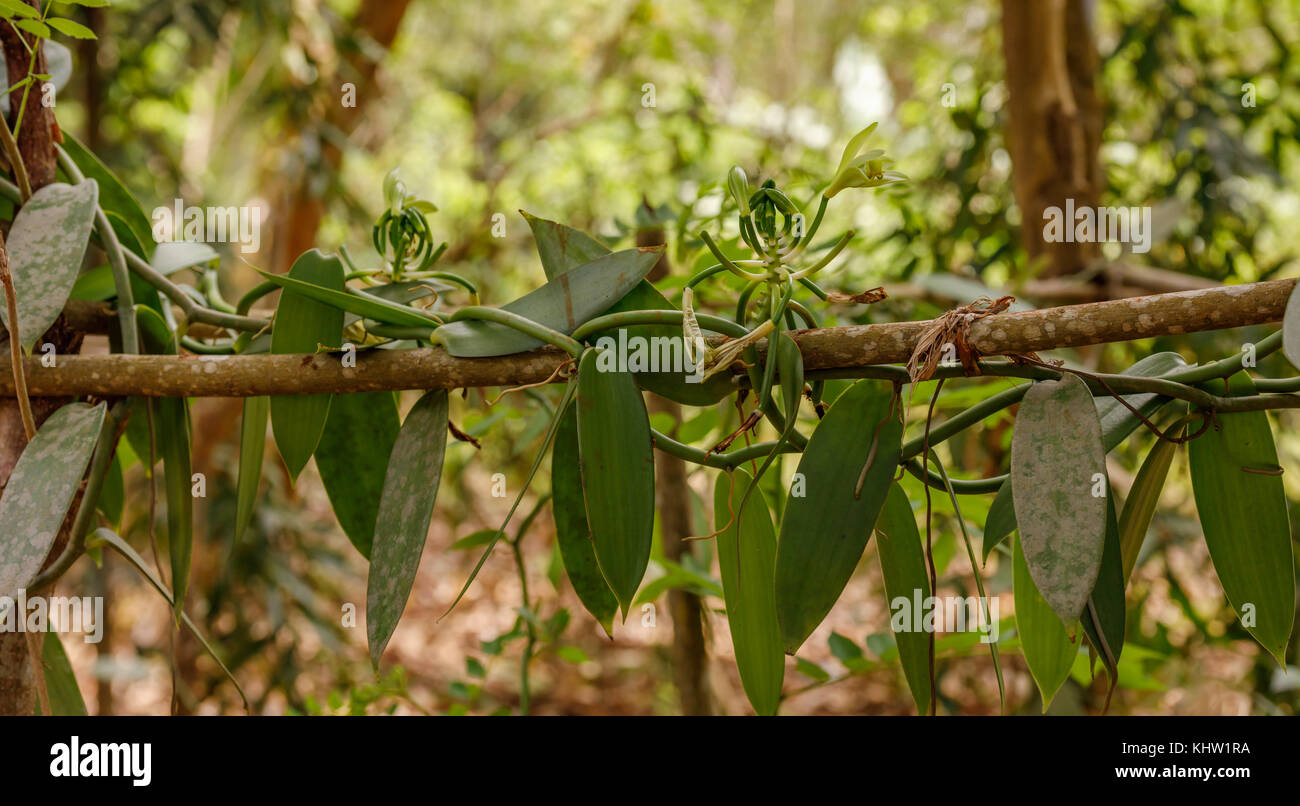 Vanilla planifolia plant growing on a branch, harvest in spice farm, October 2017, Zanzibar,Tanzania, Africa Stock Photo