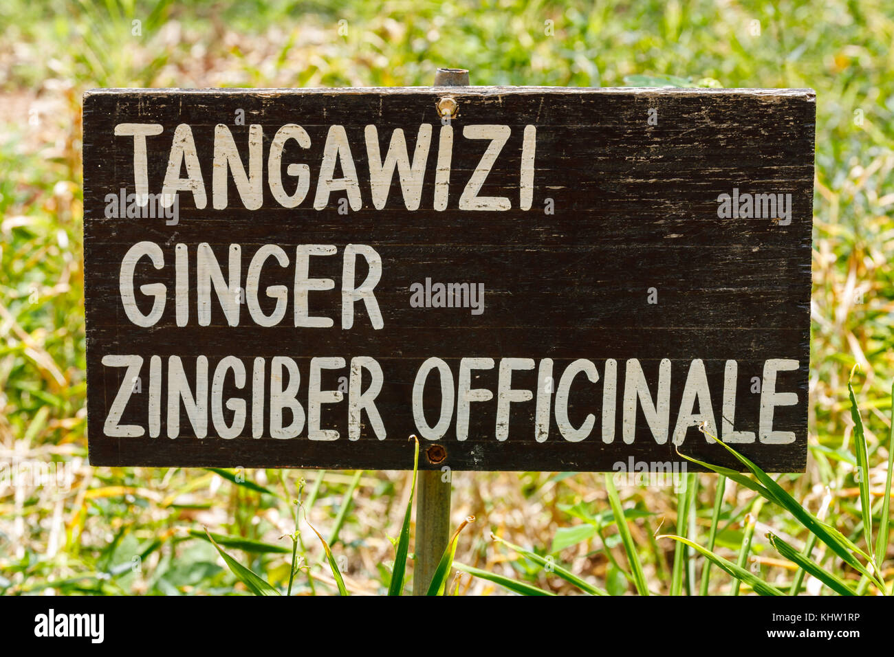 Ginger plant wooden banner, title,sign, symbol,  October 2017, Zanzibar,Tanzania, Africa Stock Photo