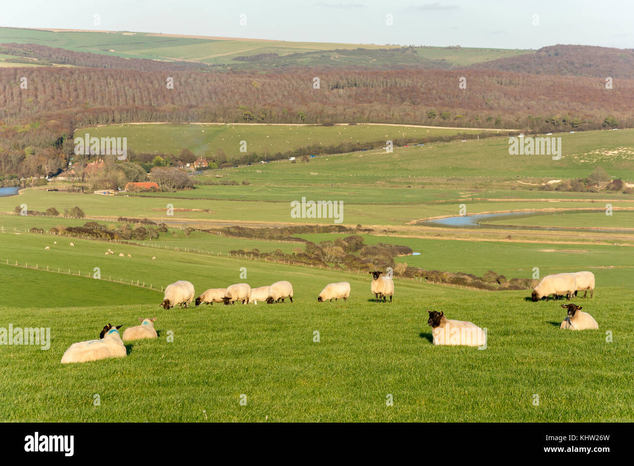 Suffolk sheep in field, Seaford Head Nature Reserve, Seaford, East Sussex, England, United Kingdom Stock Photo