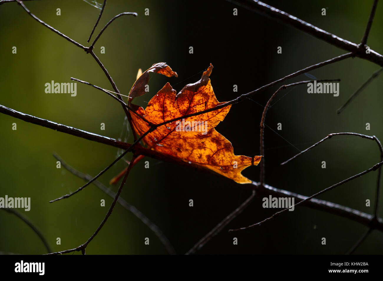 Autumn Colours Stock Photo