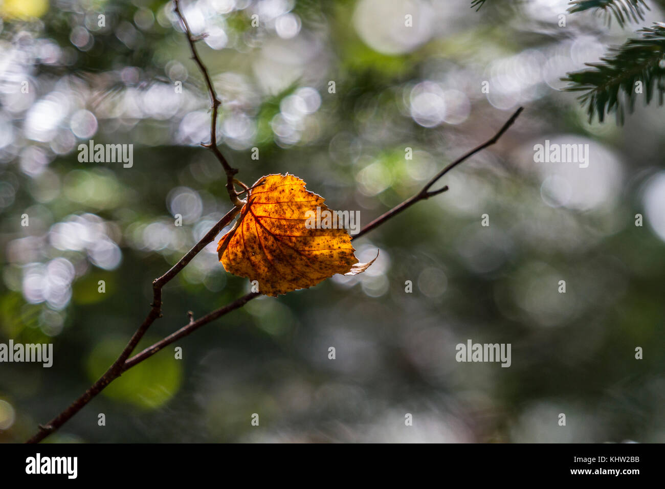 Autumn Colours Stock Photo