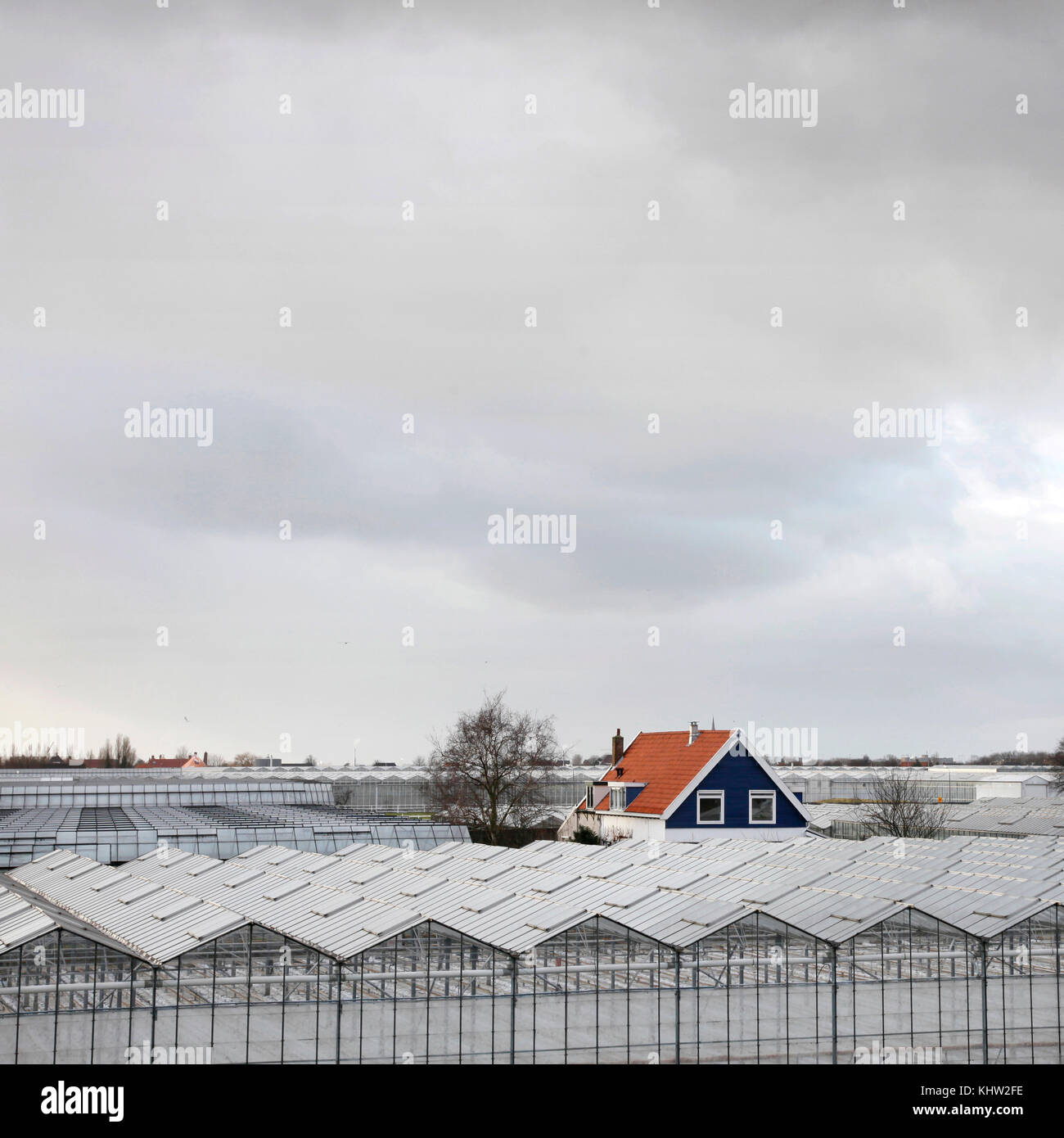wooden house between greenhouses near the hague in holland Stock Photo