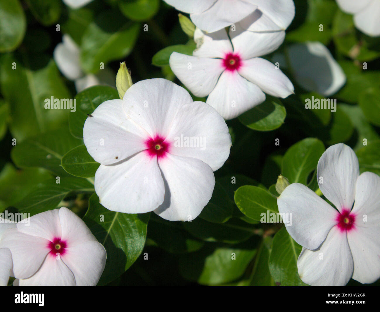 Vinca white hires stock photography and images Alamy