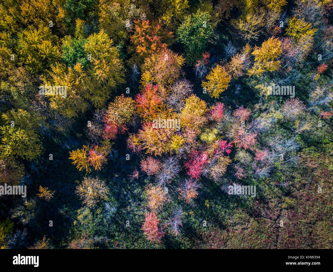 Aerial view over forest of vibrant autumn colors Stock Photo
