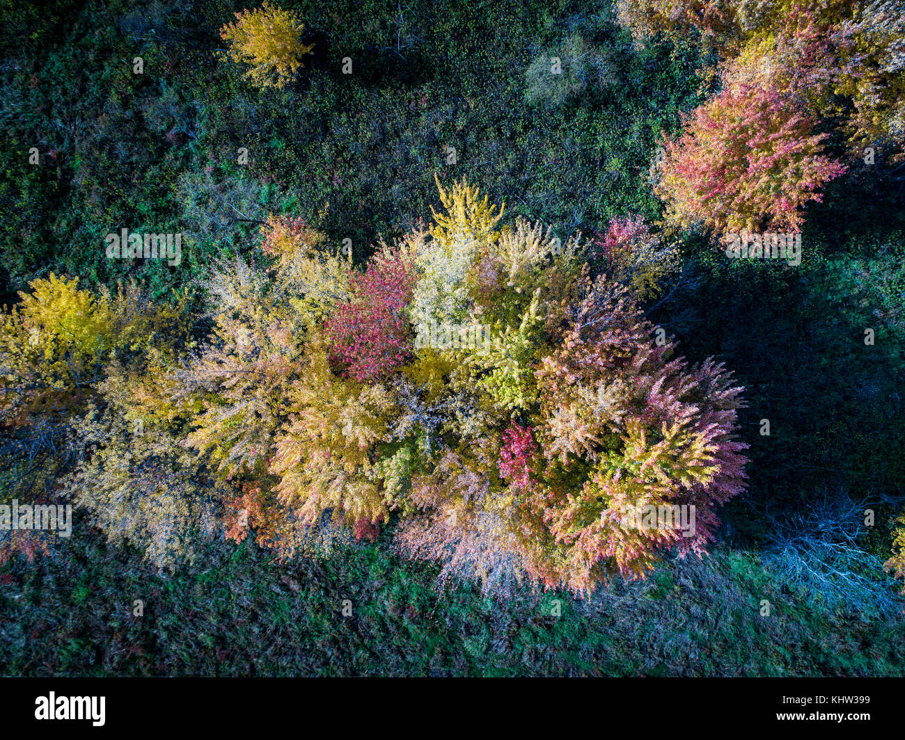 Aerial view autumn forest hi-res stock photography and images - Alamy