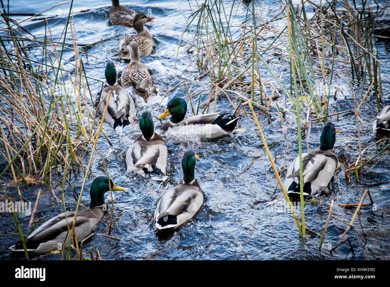 Mallard ducks swimming in marsh Stock Photo