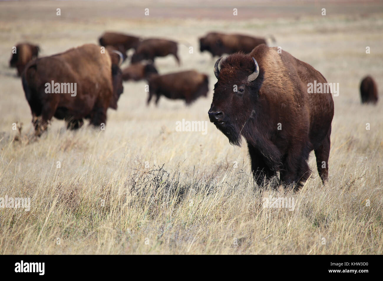 Wild bison on the great plains in Colorado Stock Photo