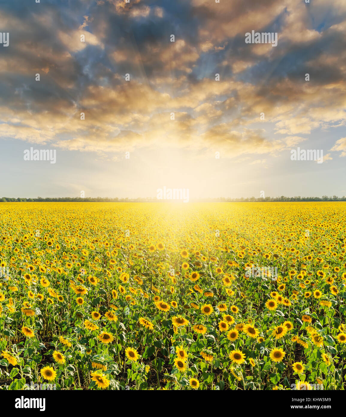 field with sunflower and sunset in dramatic sky Stock Photo - Alamy