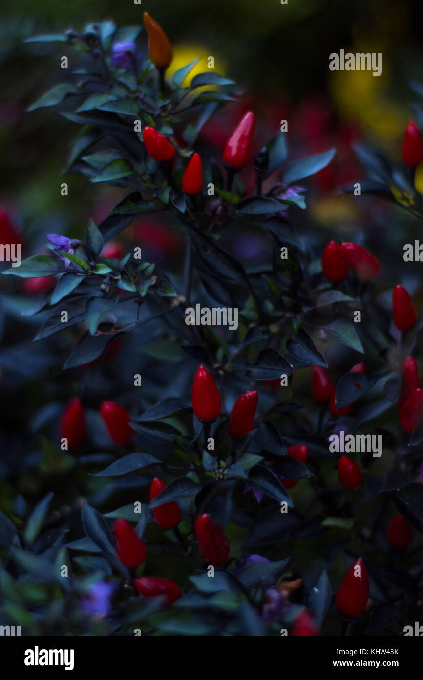 I buds hi-res stock photography and images - Alamy