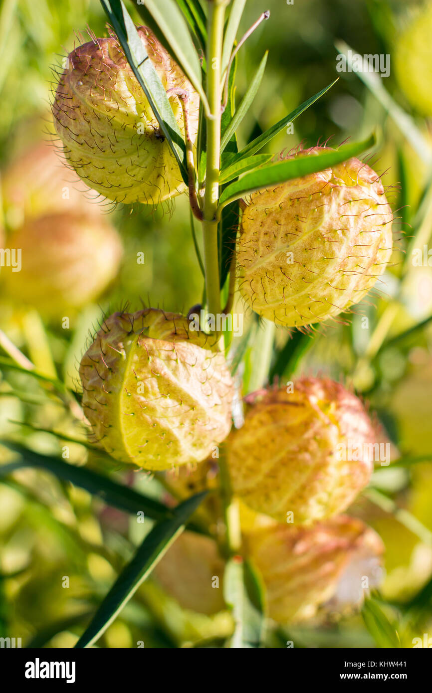 Plants gardens yellow hires stock photography and images Alamy