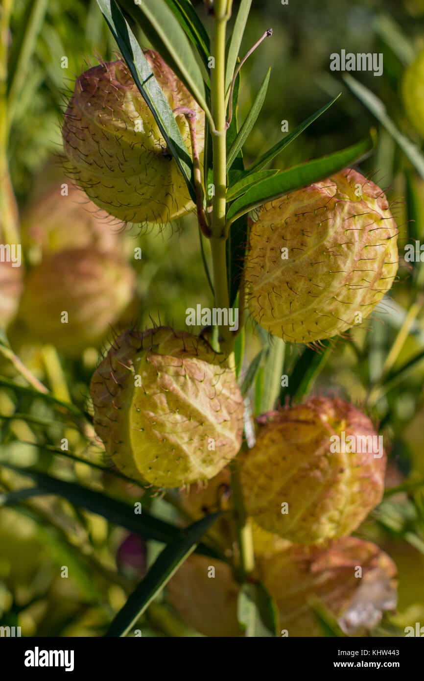 sharp yellow seed pods Stock Photo Alamy