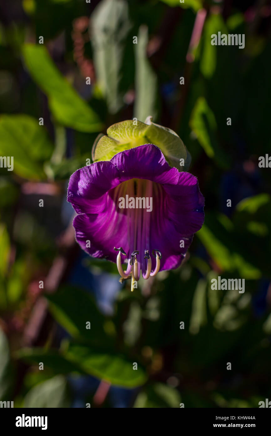 Purple fall plants hi-res stock photography and images - Alamy